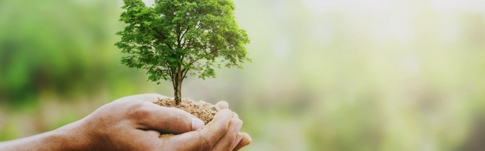 UNIVeRde: il progetto che unisce sostenibilità e green engagement